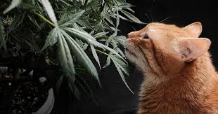 Discovering the Best Marijuana Seeds Ohio Has to Offer Discovering the Best Marijuana Seeds Ohio Has to Offer