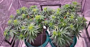 Discovering the Best Marijuana Seeds Ohio Has to Offer Discovering the Best Marijuana Seeds Ohio Has to Offer
