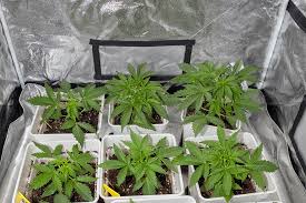 The Ultimate Guide to Purple Haze Seeds Cultivation and Benefits
